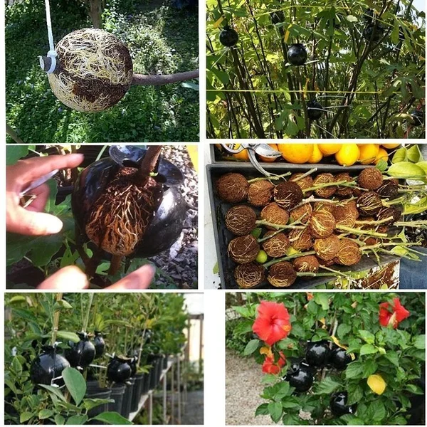 Summer Hot Sale 48% OFF - 🌱Plant Root Growing Box - Image 6