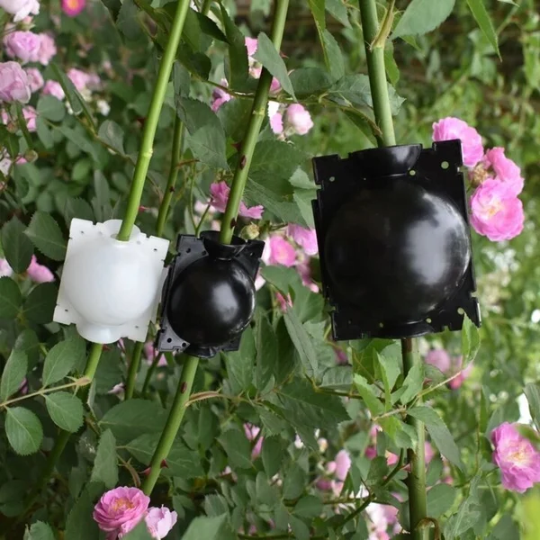 Summer Hot Sale 48% OFF - 🌱Plant Root Growing Box - Image 2