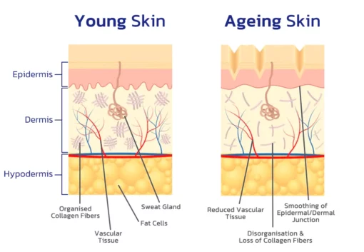 LookFresh Japanese Naturals Lifting Eye Gel - Image 6