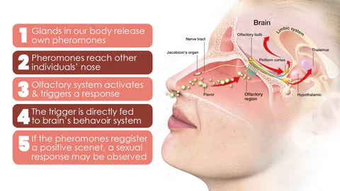 flysmus™ LUSTY Feromone Perfume - Image 5