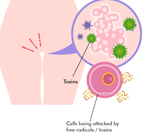 RevitaLife™ Fertility Detox Capsule - Image 4