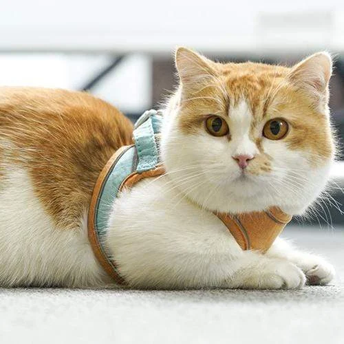 Cat Vest And Belt Kit Pet Traction Rope - Image 8