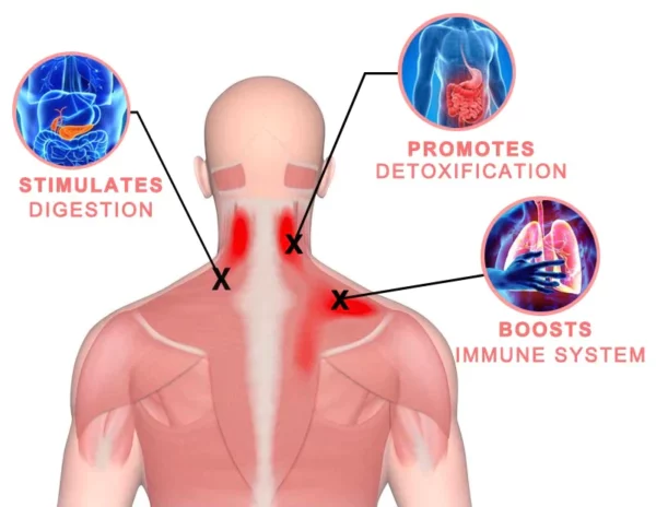 ANGUL™ Peptide Germanium Magnetic Therapy Detox Necklace - Image 7