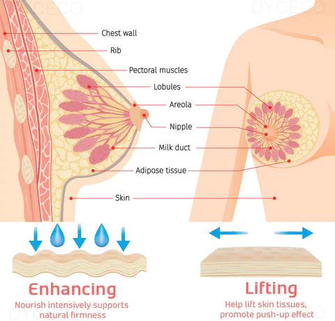DYCECO™ Korean Breast Enhancement Patch - Image 3