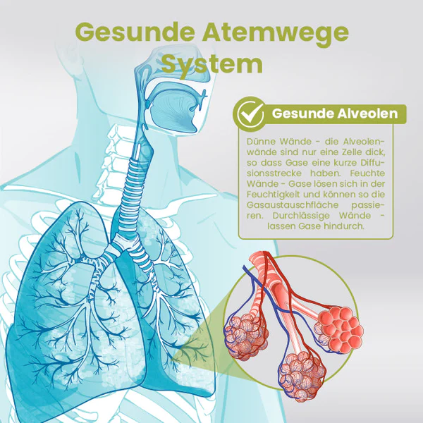 Ceoerty™ PURELung Kräuter-Spray zur Unterstützung der Atemwege - Image 3