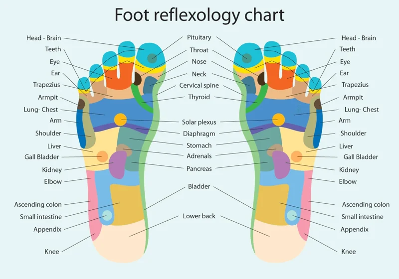 Foot Roller - Image 4