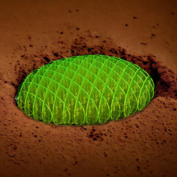 Seurico™ Kneading Worms - Image 2