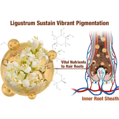 GFOUK™ BlackVelvet Hair Darkening Shampoo - Image 6