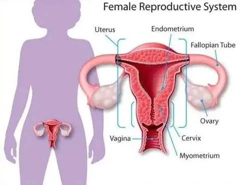 Furzero™ Instant Itch Relief & Natural Detox & Firming Repair & Pink and Tender Natural Capsules - Image 5