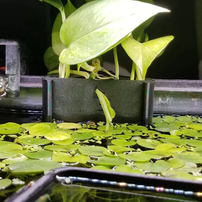FISH TANK HYDROPONIC SHELF - Image 6