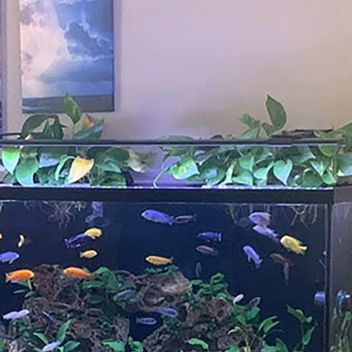 FISH TANK HYDROPONIC SHELF - Image 4