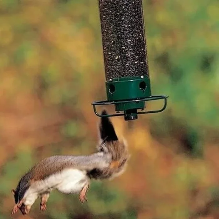 Squirrel-Proof Bird Feeder - Image 5