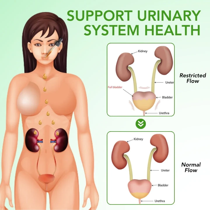Fivfivgo™ Nieren-Boost-Tropfen - Image 6