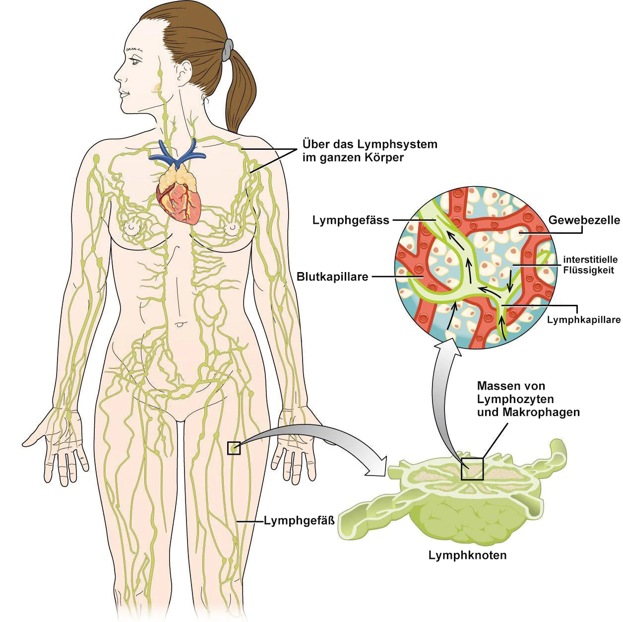 KKIO® Negative Ion Fettabbau, Bauchstraffung, Entgiftung formende Hosen - Image 16