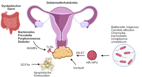 KKIO® Negative Ion Fettabbau, Bauchstraffung, Entgiftung formende Hosen - Image 15