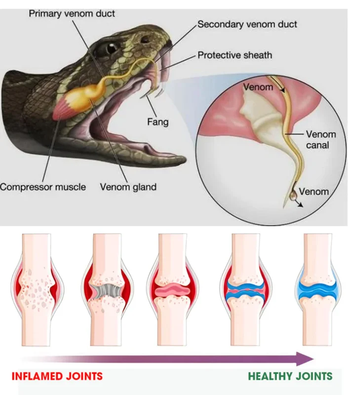 Seurico™ Snake Venom Joint Therapy Pain Relief Gel - Image 9