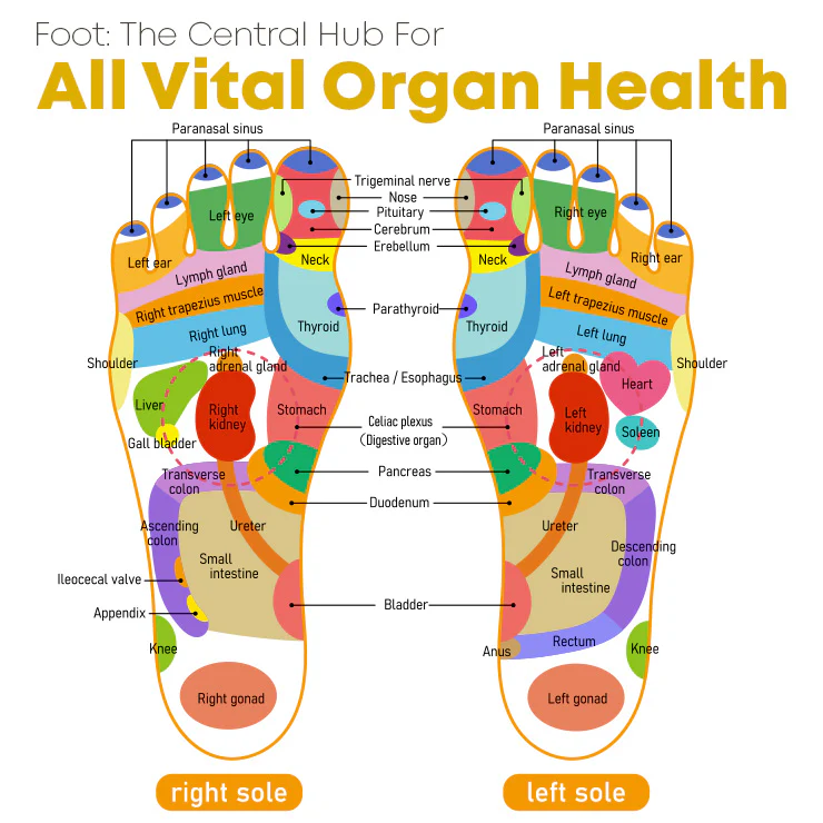 GFOUK™ Biabilly Bee Venom Detox Cleansing Pads - Image 6
