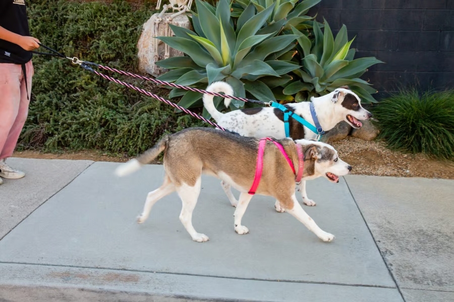 No Tangle Leash for Two Dogs - Image 11