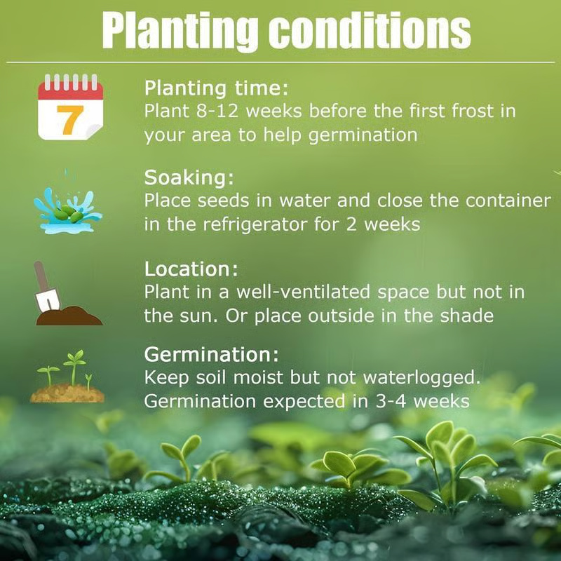 Shade-Loving Perennial Flower Seeds - Image 4